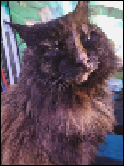 Alice the cat